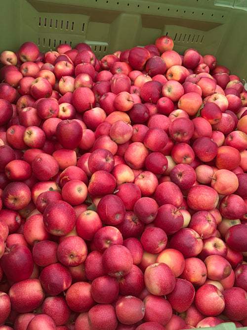 Colis de pommes Gala 10kg
