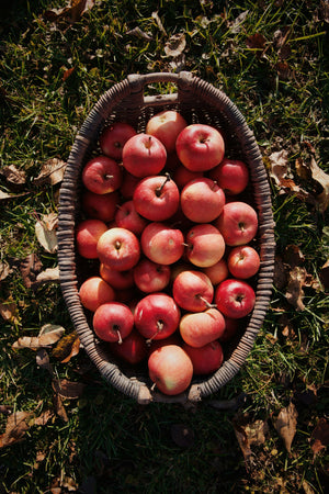 Colis de pommes Gala 10kg