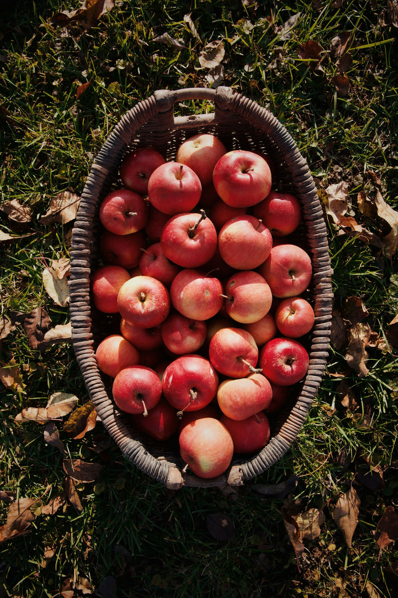 Colis de pommes Gala 10kg
